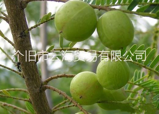 供應(yīng)孫大爹泡橄欖