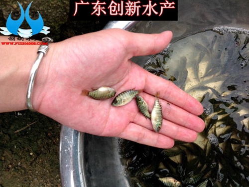 供應(yīng)用于廣東羅非魚苗|優(yōu)質(zhì)羅非魚苗|淡水羅非魚苗的羅非魚苗_高雄性魚苗