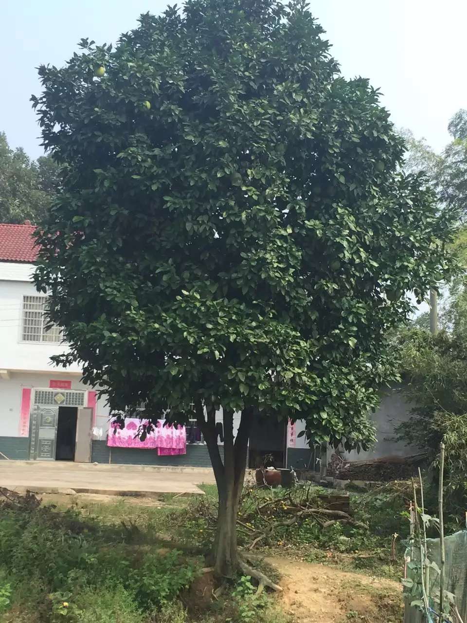 *湖北柚子樹全冠柚子樹原生柚子樹 *湖北柚子樹丨香泡香櫞