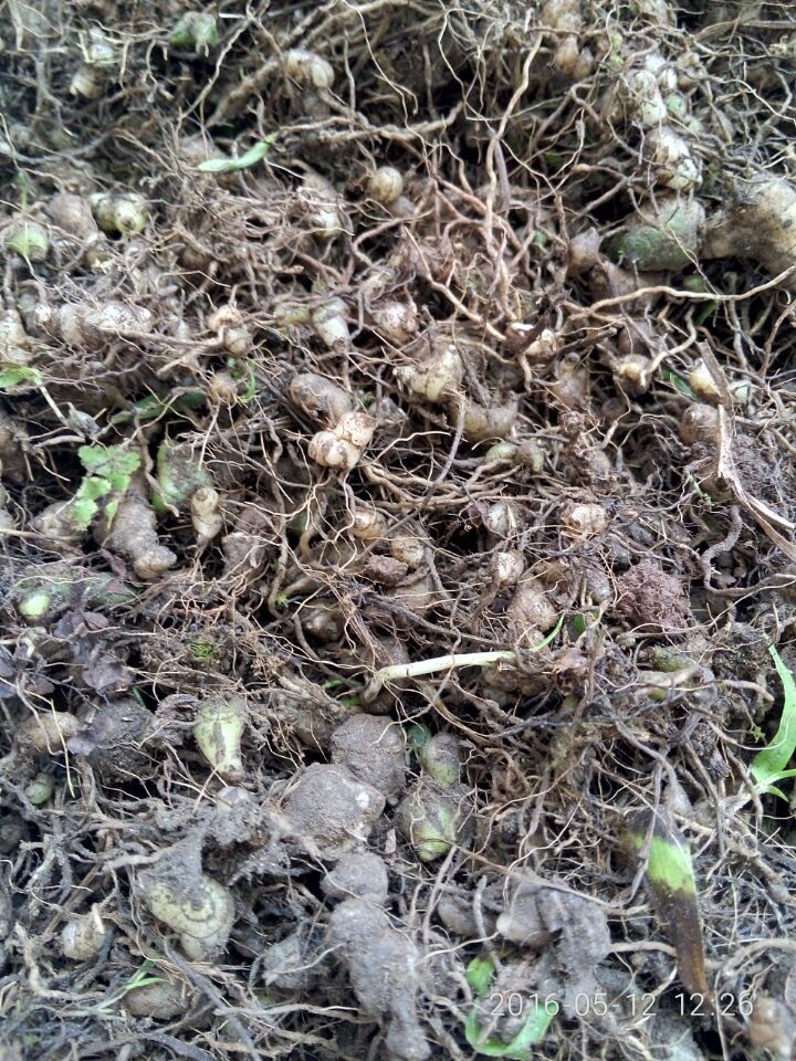 供應(yīng)用于天麻種植的登豐農(nóng)業(yè)天麻種植投資小*快