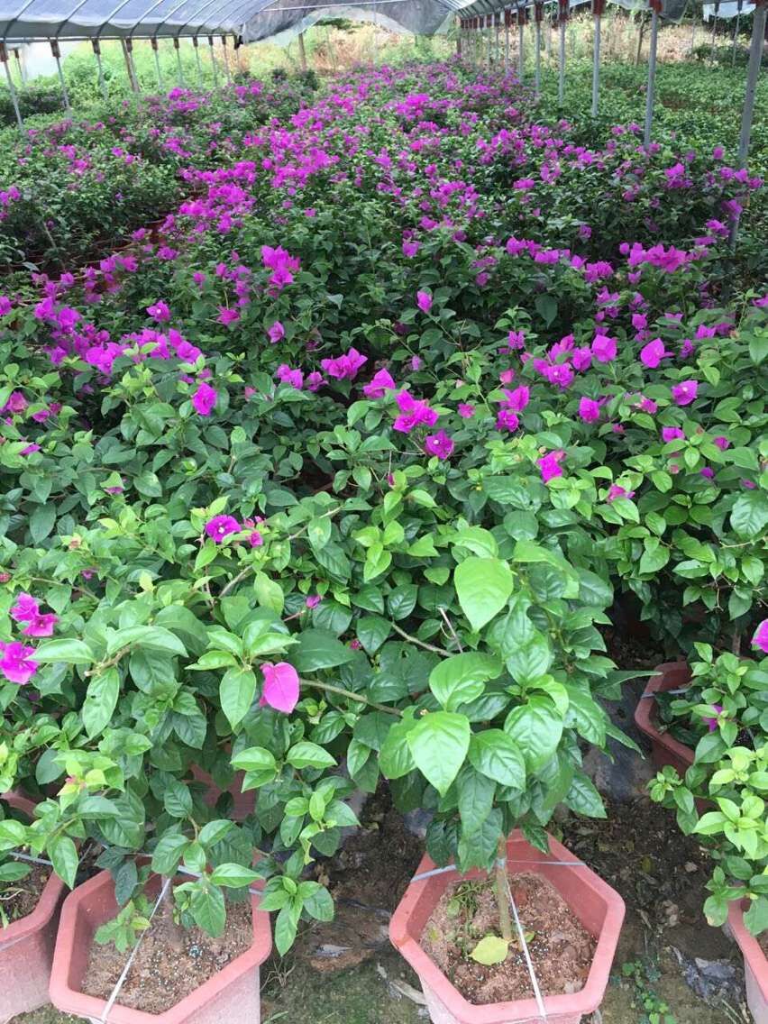 武漢紫色三角梅批發(fā)價(jià)格，武漢紫色三角梅批發(fā)電話