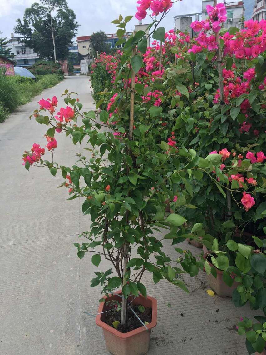 福建紅三角梅哪里有賣，福建紅三角梅批發(fā)，福建紅三角梅種植基地