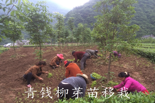 青錢柳苗,青錢柳葉，青錢柳茶,青錢柳種子 青錢柳小苗 *柳小苗 *柳苗
