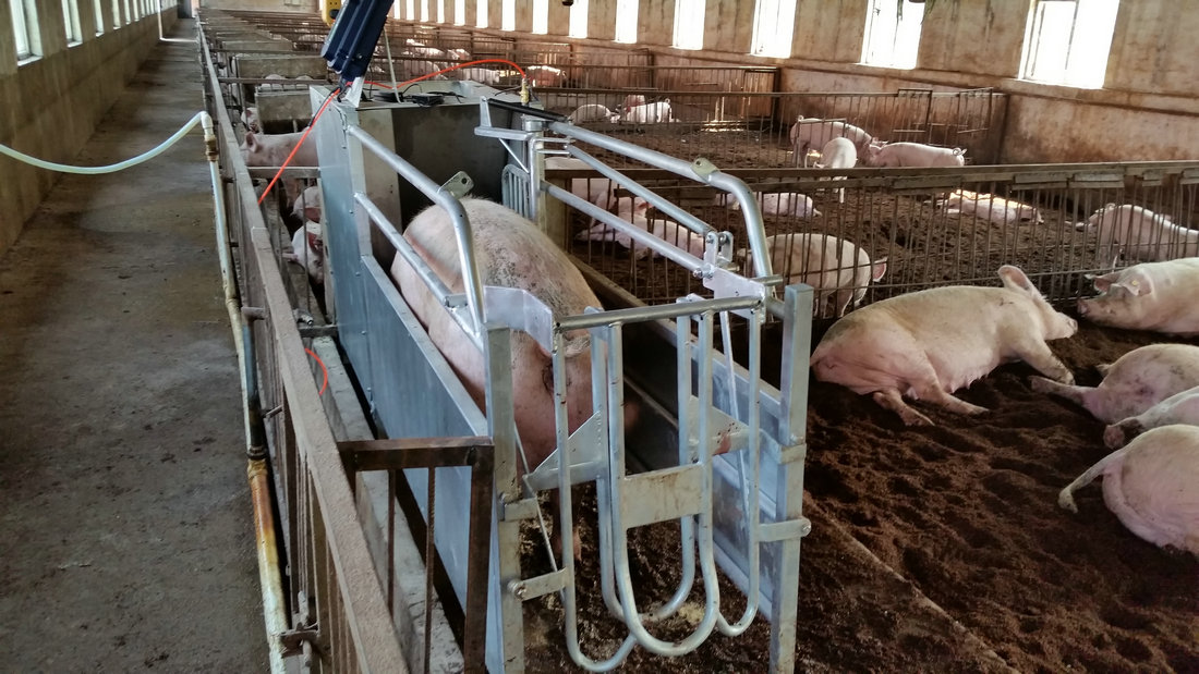 鹽城養(yǎng)豬場母豬電子飼喂站 神農(nóng)廠家直銷