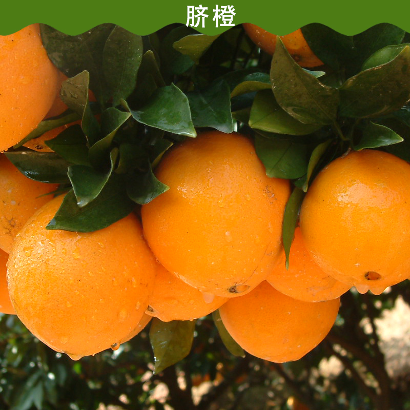 供應(yīng)臍橙 臍橙批發(fā) 臍橙價格 臍橙廠家 臍橙銷售電話 臍橙銷售單位