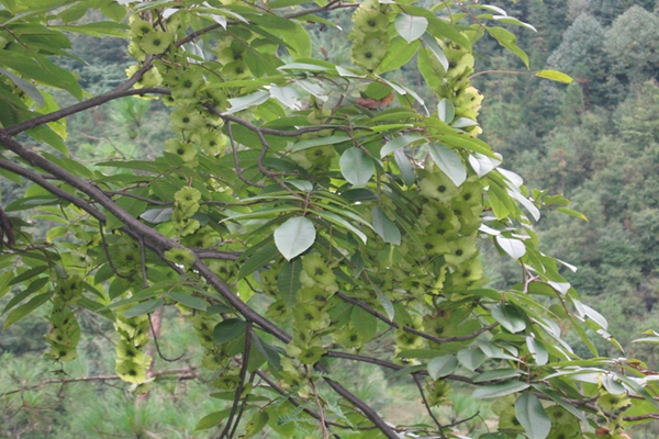 供應(yīng)青錢柳苗供應(yīng)/青錢柳苗批發(fā)/青錢柳供應(yīng)咨詢電話/青錢柳批發(fā)
