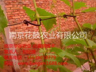 供應(yīng)用于固定藤蔓枝條的新疆葡萄綁枝卡