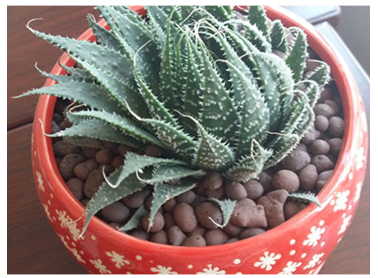 空中花園陶粒原廠供應