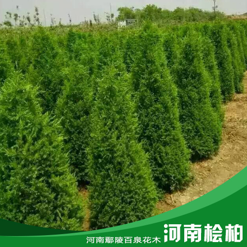 河南檜柏花木種植基地/河南檜柏價(jià)格/河南檜柏批發(fā)/河南花木基地