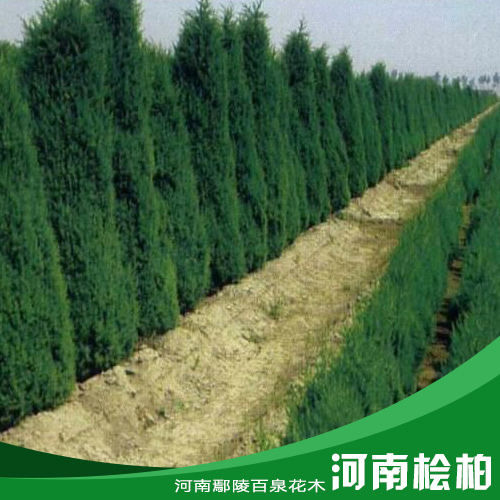 河南檜柏花木種植基地/河南檜柏價(jià)格/河南檜柏批發(fā)/河南花木基地