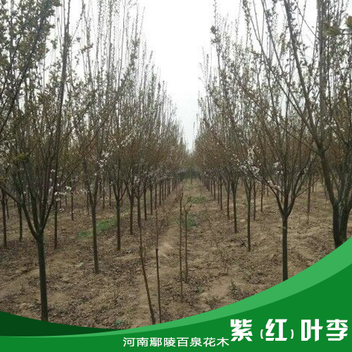 供應紫（紅）葉李 紫葉李樹苗基地 河南紫葉李供應 紅葉李價格