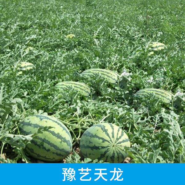 山東西瓜配送中心供應(yīng)豫藝*西瓜批發(fā) 瓤紅多汁少纖維耐儲運西瓜