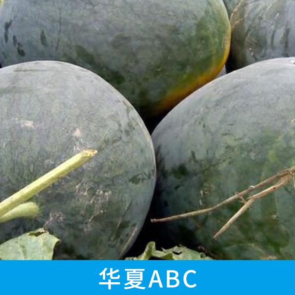 山東菏澤華夏ABC西瓜供貨商 山東菏澤華夏ABC西瓜零售價(jià) 山東菏澤華夏ABC西瓜經(jīng)銷(xiāo)商