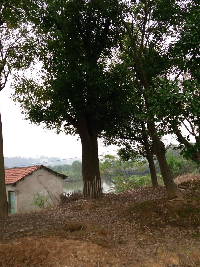 供應(yīng)小葉香樟