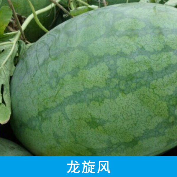 山東菏澤東明縣龍旋風(fēng)西瓜 山東菏澤東明縣龍旋風(fēng)西瓜供貨商 山東菏澤東明縣龍旋風(fēng)西瓜熱賣