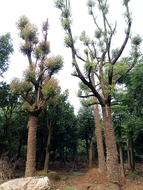 湖北紅東園林大量供應(yīng)湖北15 18公分原生香樟 荊州香樟