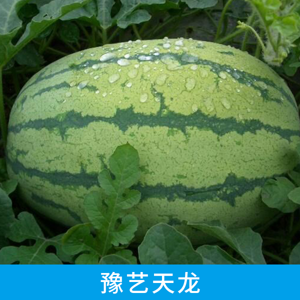 山東豫藝*西瓜批發(fā)商 山東豫藝*西瓜銷售熱線 山東豫藝*西瓜供貨商