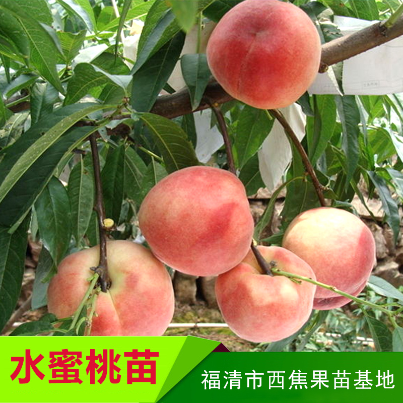 西焦果苗基地供應水蜜桃苗、水蜜桃樹種苗 福州水蜜桃苗木批發(fā)