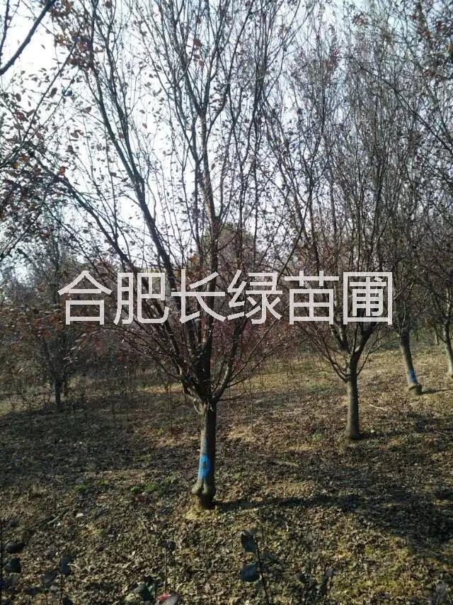 供應(yīng)安徽紅葉李，安徽大葉女貞，安徽香樟，安徽金桂，安徽烏桕樹