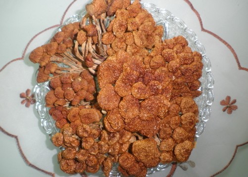 供應滑子菇