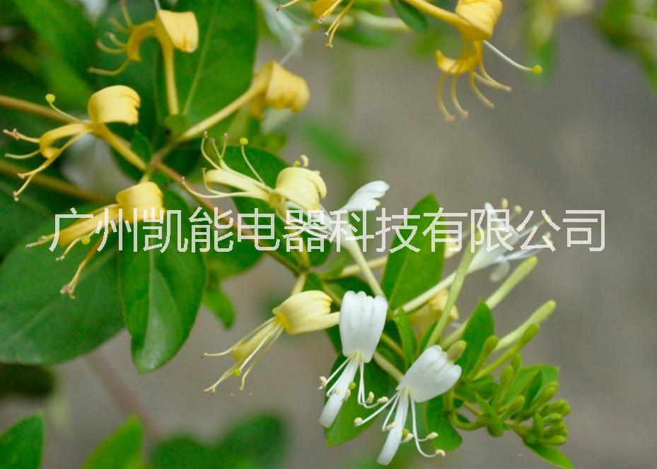 廠家直銷金銀花烘干機(jī)  金銀花烘干機(jī)性能圖片價(jià)格