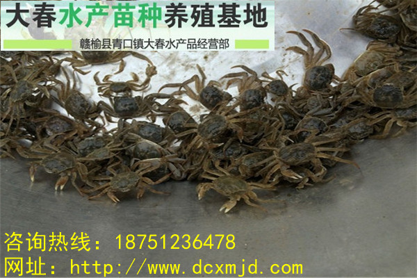 江蘇大閘蟹蟹苗/蟹苗批發(fā)