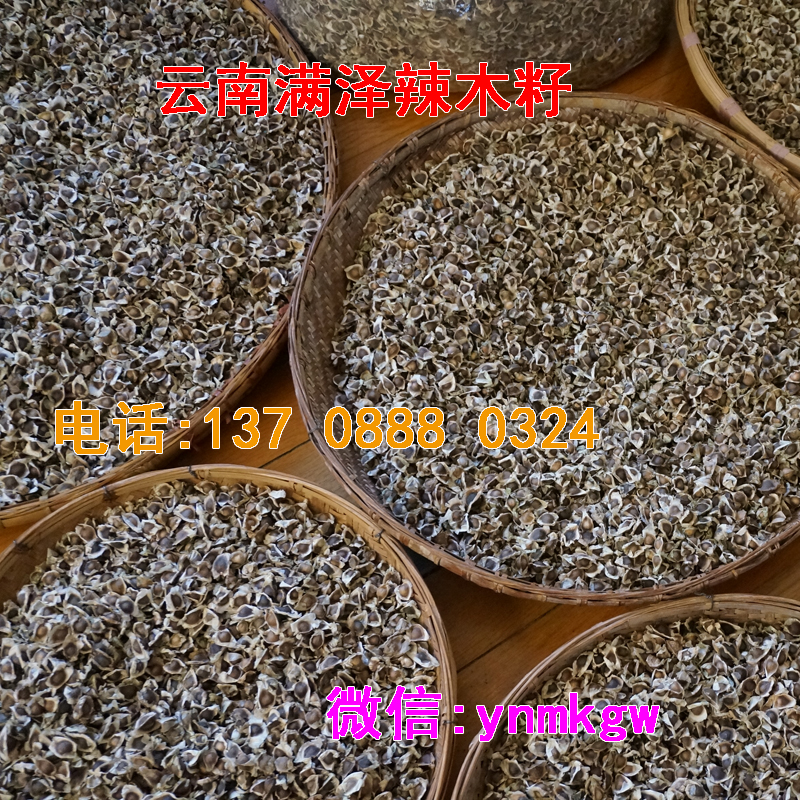 *的辣木籽基地，云南滿澤辣木籽種植基地，云南滿澤辣木籽開發(fā)中心，昆明辣木籽生物科技有限公司，辣木籽育苗 種子
