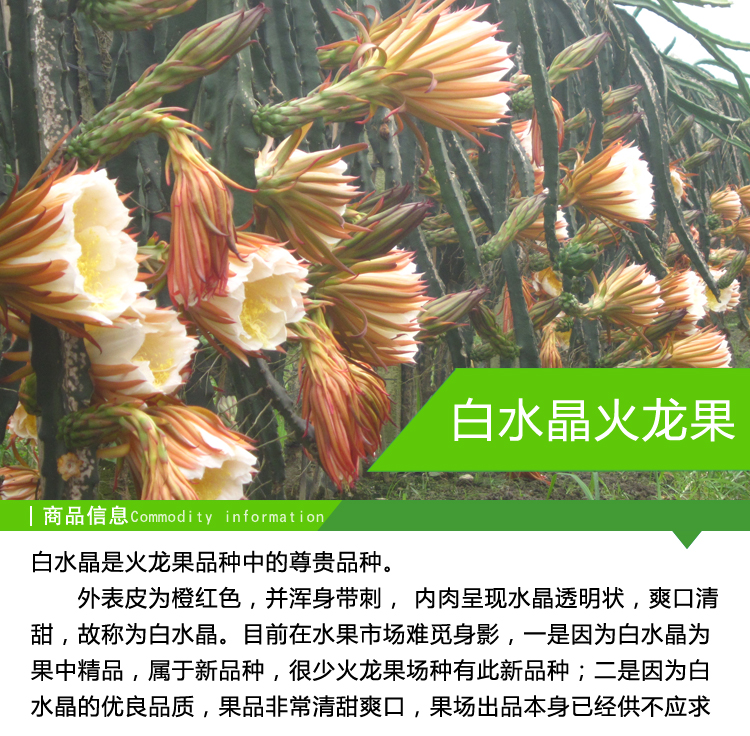 廣州30公分白水晶火龍果苗種植園、廣州從化白水晶火龍果種苗批發(fā)
