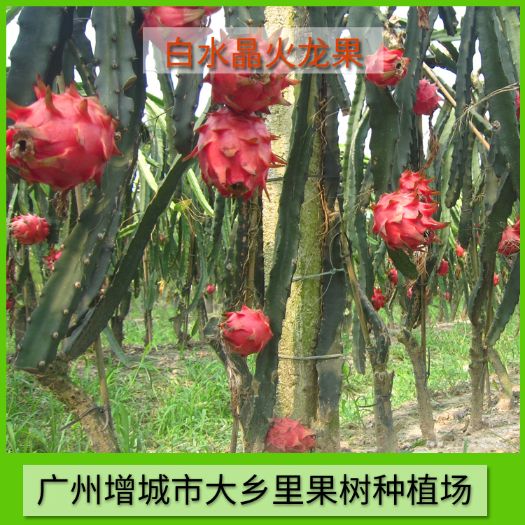 供應出售白水晶火龍果 火龍果供應 火龍果供應商 白水晶火龍果