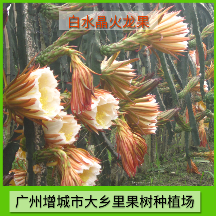 供應出售白水晶火龍果 火龍果供應 火龍果供應商 白水晶火龍果