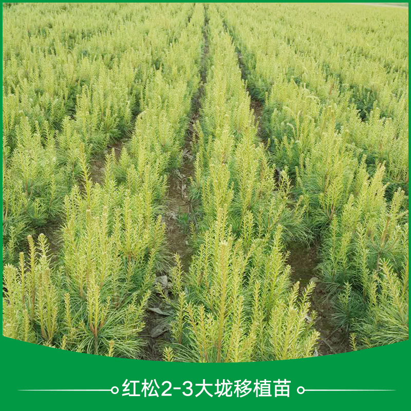 供應(yīng)紅松2-3年大垅移植苗 紅松大垅移植苗 紅松移植苗 大垅移植苗