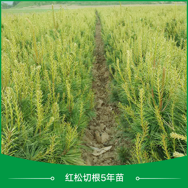供應(yīng)紅松切根5年苗 紅松切根苗 紅松樹苗 紅松苗