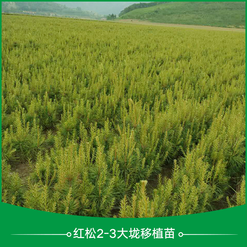 供應(yīng)紅松2-3年大垅移植苗 紅松大垅移植苗 紅松移植苗 大垅移植苗