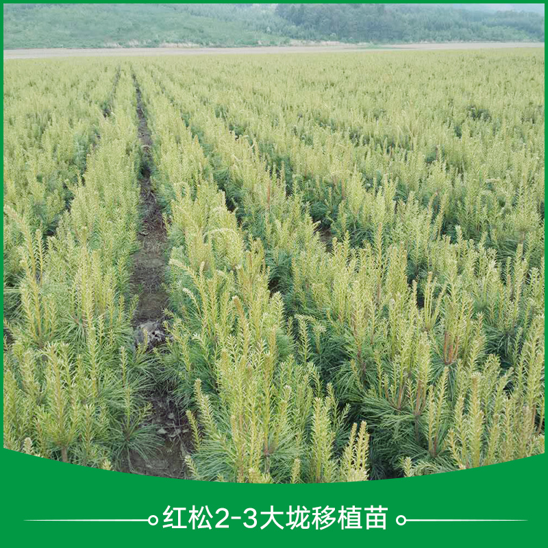 供應(yīng)紅松2-3年大垅移植苗 紅松大垅移植苗 紅松移植苗 大垅移植苗
