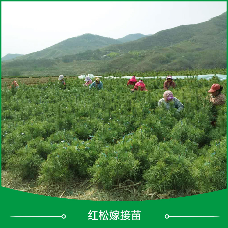 供應(yīng)紅松嫁接苗種植 紅松苗種子 紅松嫁接苗 紅松苗