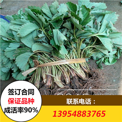 草莓苗供應 2016年草莓苗價格