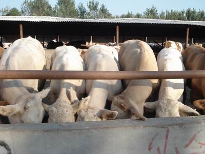 供應(yīng)夏洛萊肉牛