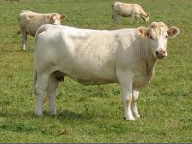 供應(yīng)夏洛萊肉牛