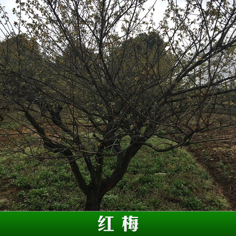 浙江泗安誠友苗木場供應(yīng)紅梅樹苗木 園林綠化景觀小喬木紅梅樹