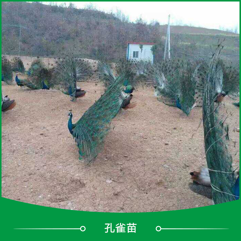 供應(yīng)*苗批發(fā) 江蘇*苗 *苗養(yǎng)殖場 *苗養(yǎng)殖技術(shù)