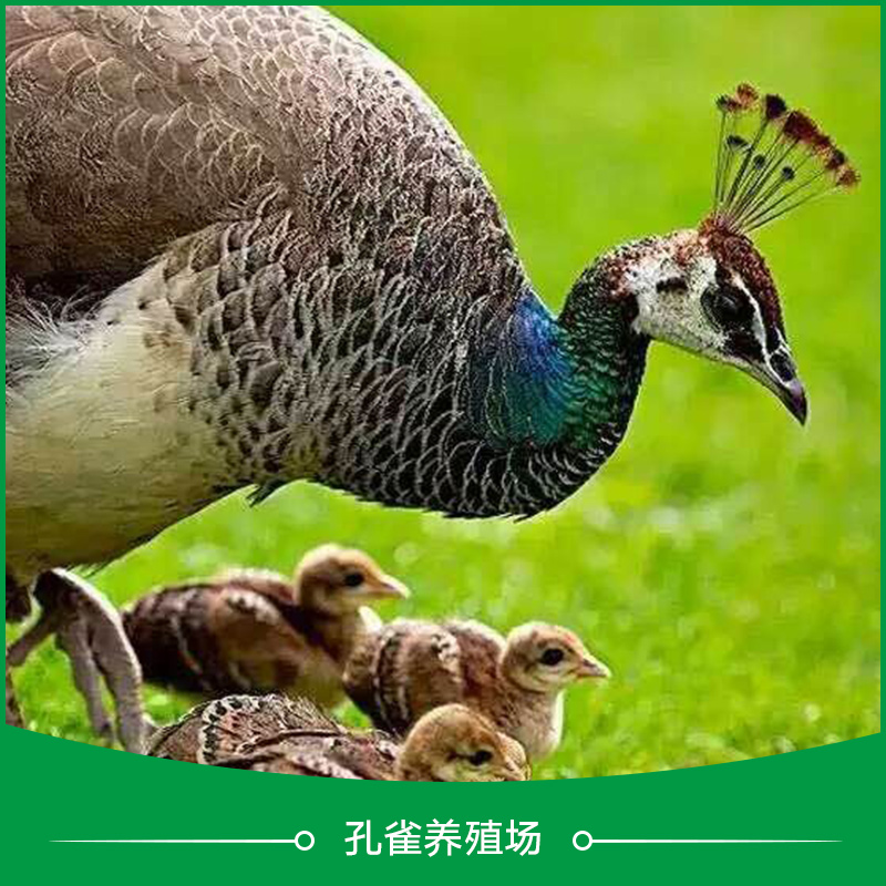 供應(yīng)*養(yǎng)殖場 *苗養(yǎng)殖技術(shù) 江蘇*養(yǎng)殖場 江蘇*苗