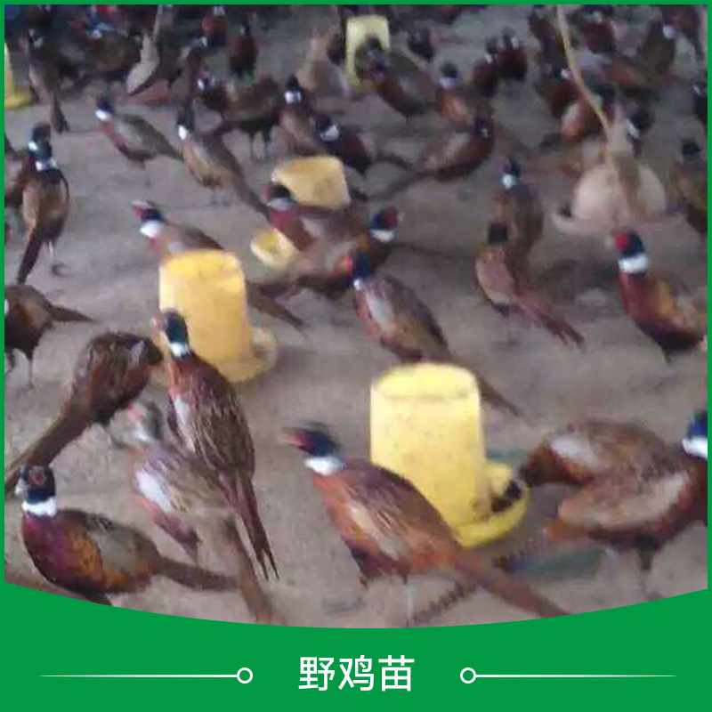 供應(yīng)*苗批發(fā) *苗價(jià)格 *苗廠家 *苗養(yǎng)殖場(chǎng) 江蘇*苗