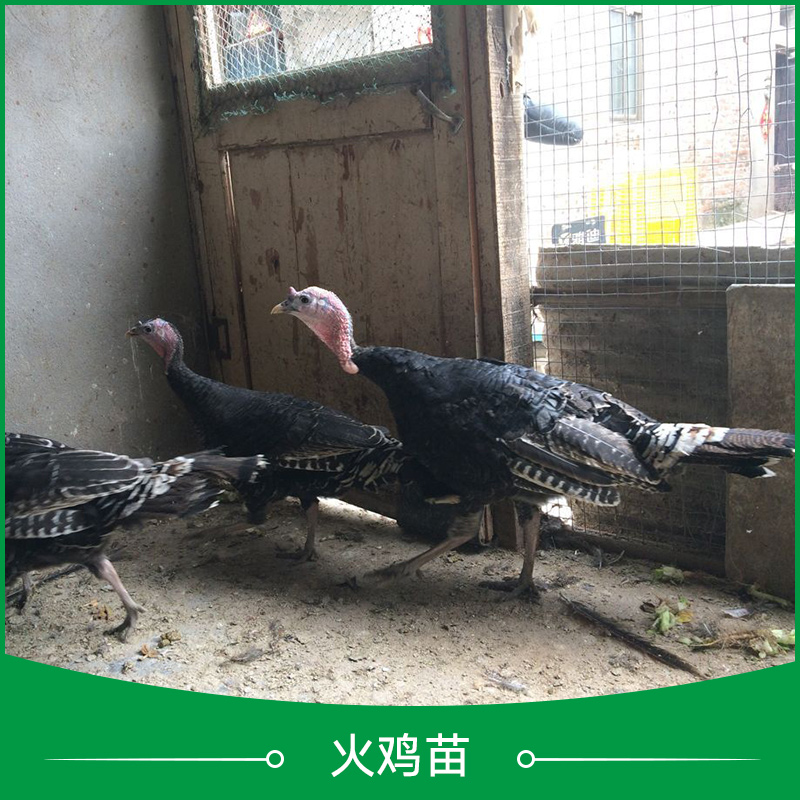 供應(yīng)江蘇火雞苗 火雞苗廠家 火雞苗銷售 火雞苗養(yǎng)殖技術(shù)