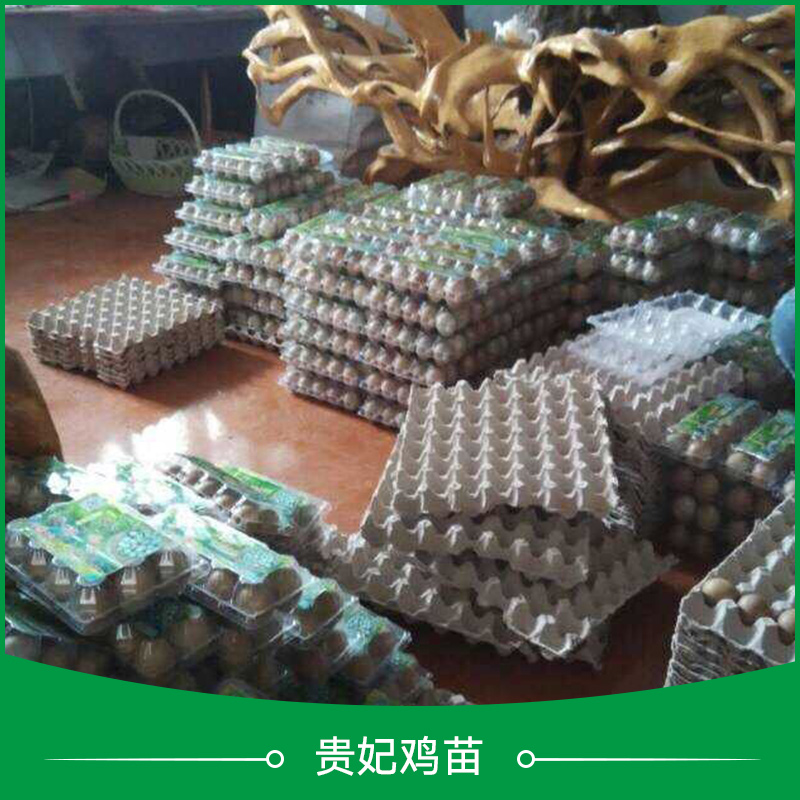 供應(yīng)貴妃雞苗 貴妃雞苗批發(fā) 貴妃雞苗養(yǎng)殖場(chǎng) 貴妃雞苗養(yǎng)殖技術(shù)