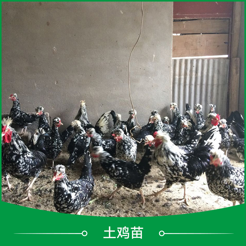 供應土雞苗 土雞苗批發(fā) 土雞苗養(yǎng)殖場 土雞苗銷售 土雞苗價格