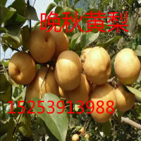 供應(yīng)梨樹苗  山東梨樹苗價格  山東梨樹苗批發(fā)