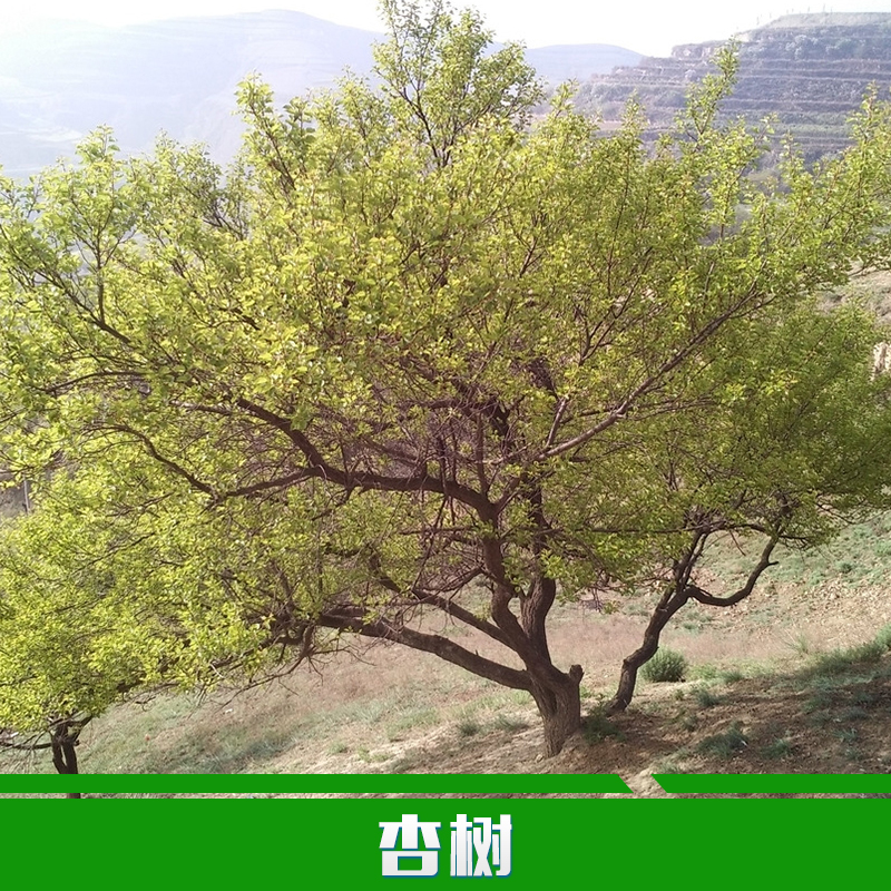 供應(yīng)杏樹(shù)大量供應(yīng)果樹(shù)苗批發(fā) 杏樹(shù)苗 金太陽(yáng)杏樹(shù)樹(shù)苗