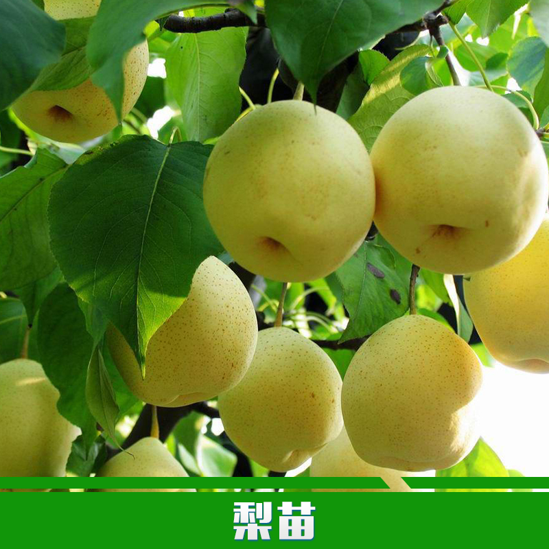 供應(yīng)用于園林定植的梨苗廠家 批發(fā)黃金梨苗 優(yōu)質(zhì)嫁接梨樹(shù)苗 可盆栽南北方果樹(shù)苗