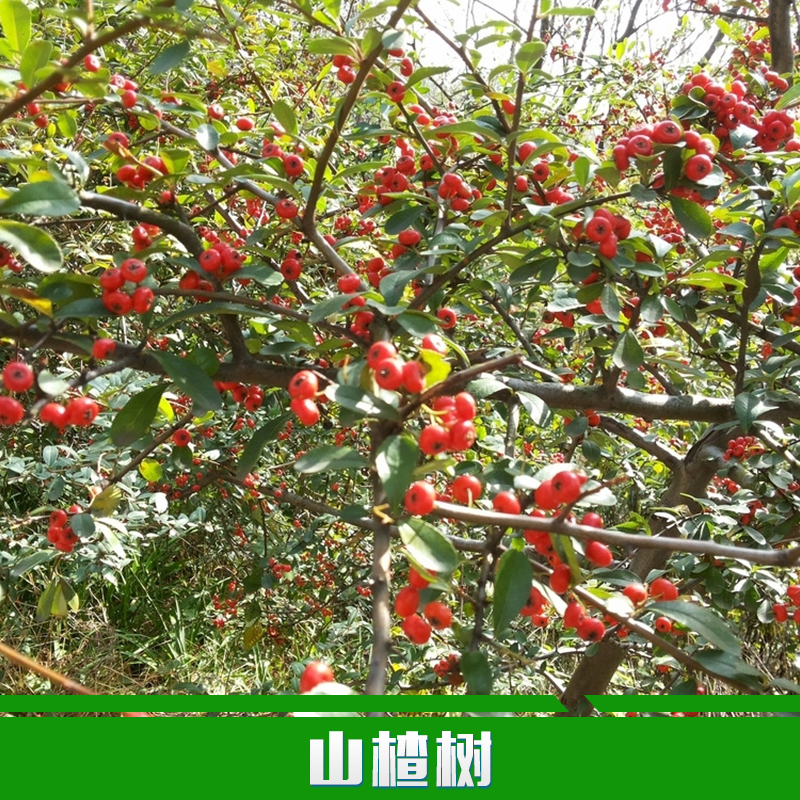 供應(yīng)用于種植的山楂樹廠家直銷大糖球山楂樹苗 果大五棱山楂苗 新品種果樹
