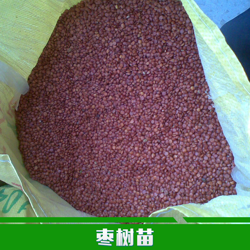 供應(yīng)用于種植的棗樹苗批發(fā)批發(fā)棗樹苗 嫁接棗樹苗 冬棗苗 水果樹苗